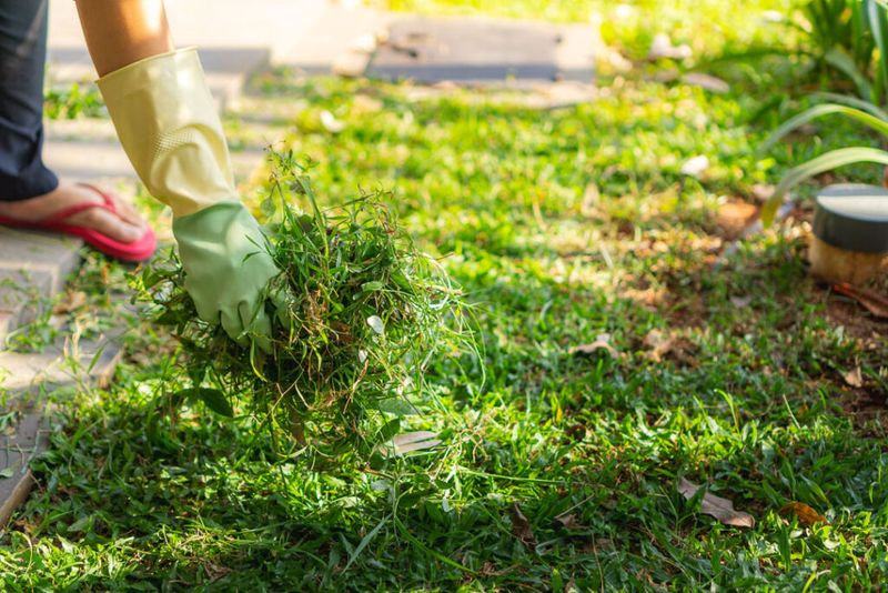 Clear Weeds Before They Compete With New Seedlings
