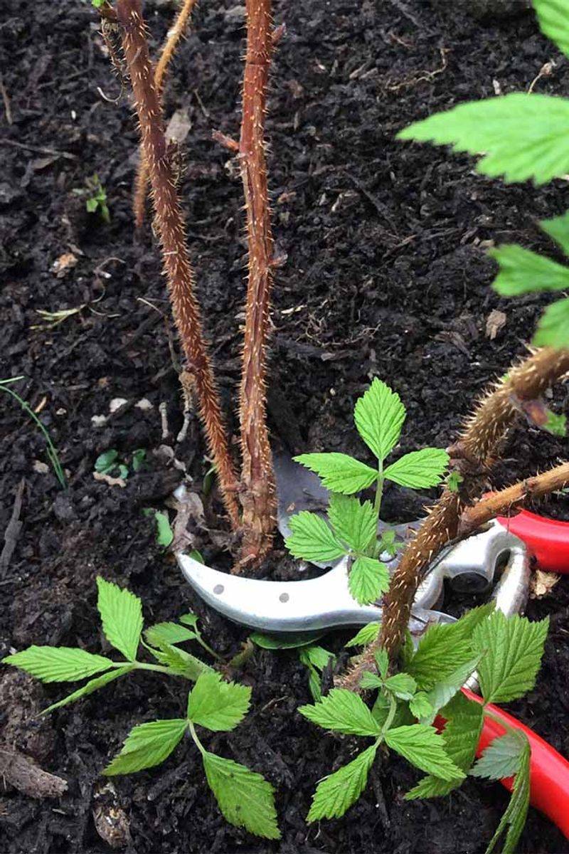 Clear Weeds To Improve Air Circulation Clear Weeds To Improve Air Circulation