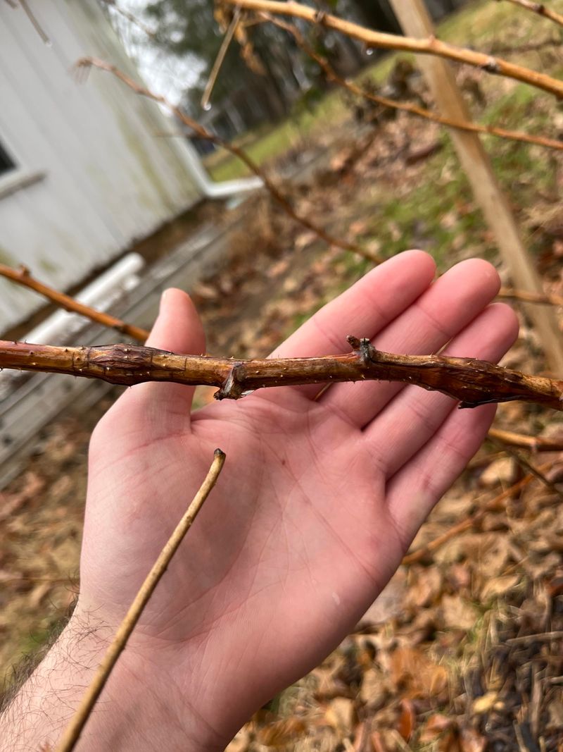 Clearing Damaged Growth Before Disease Moves In Clearing Damaged Growth Before Disease Moves In