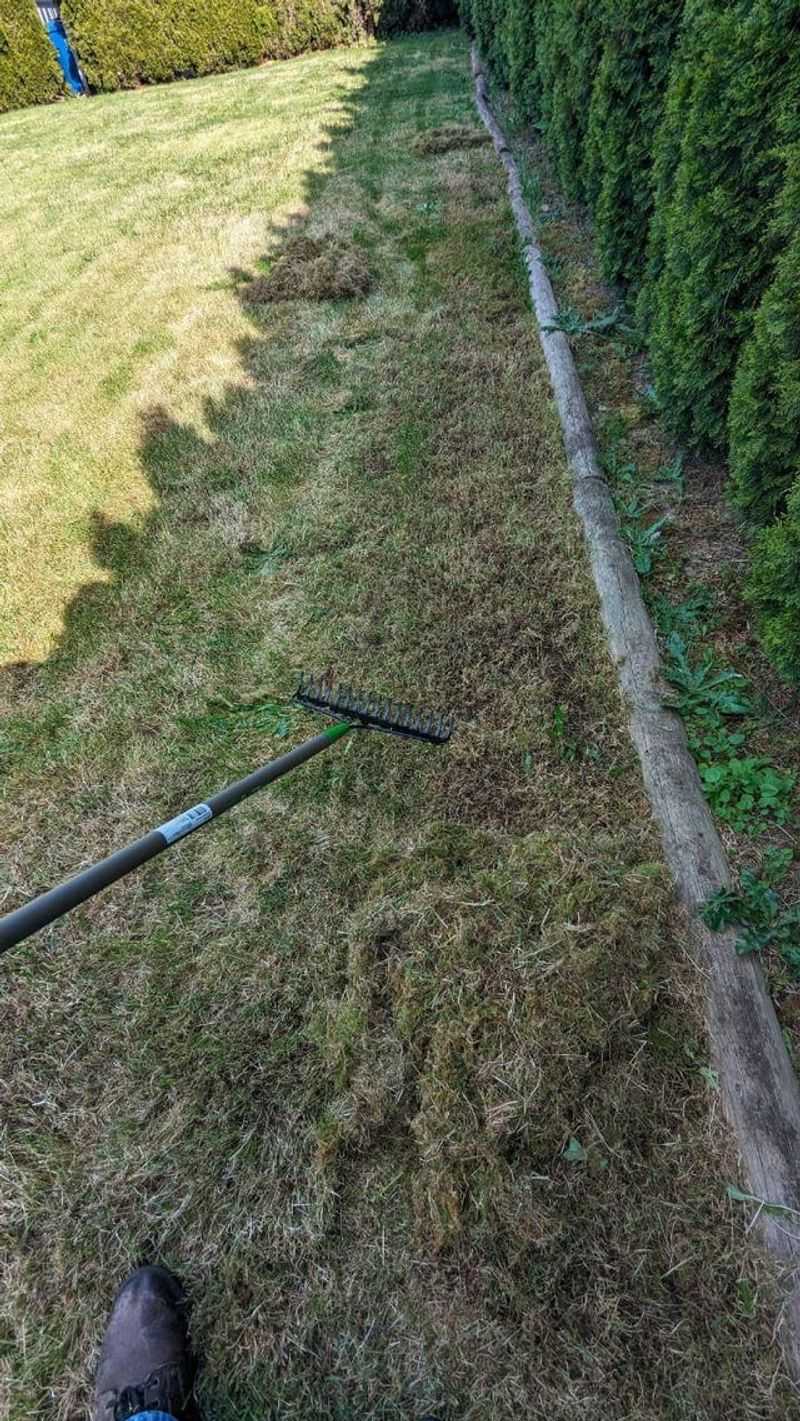 Clearing Debris To Help Grass Breathe Clearing Debris To Help Grass Breathe