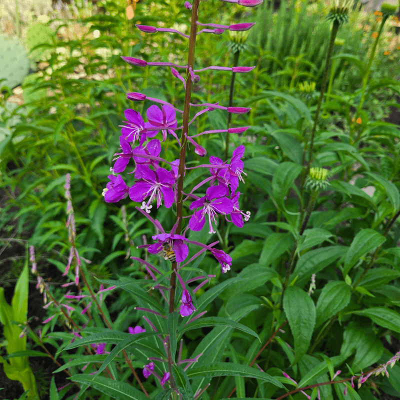 Clearing Every Perennial Stem Takes Away Winter Habitat