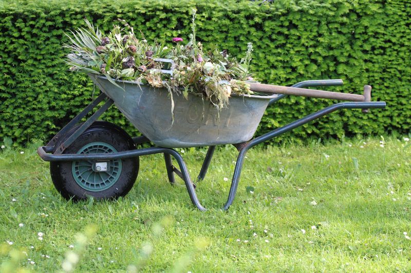 Clearing Out Spent Summer Plants First