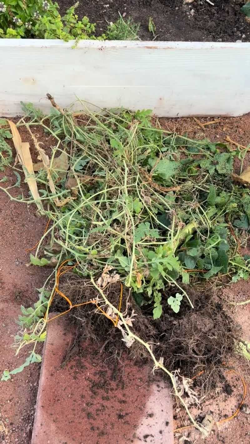 Clearing Out Summer Growth The Right Way