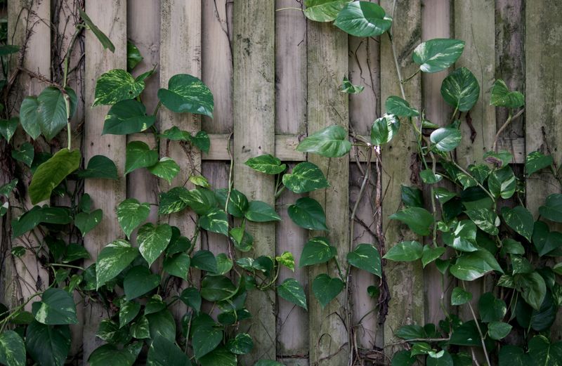 Clearing Vegetation Regularly Cuts Off Roach Access Points Clearing Vegetation Regularly Cuts Off Roach Access Points