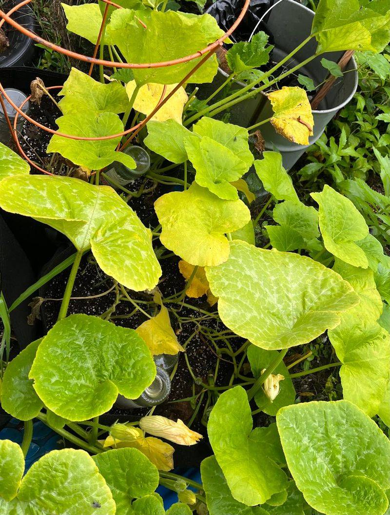 Clearing Withered Foliage From Under The Vines
