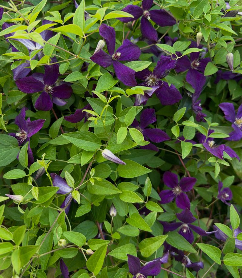 Clematis Covering Panels With Big Summer Blooms