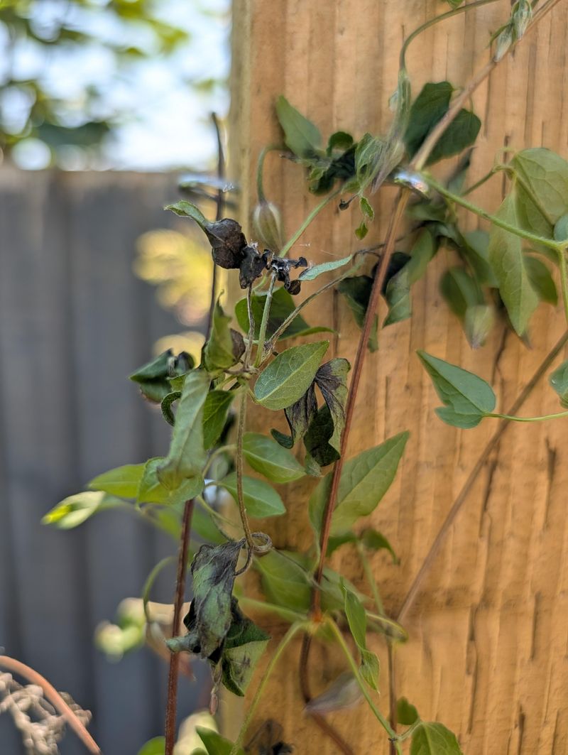 Clematis Wilt Is Different From Simple Yellowing Clematis Wilt Is Different From Simple Yellowing