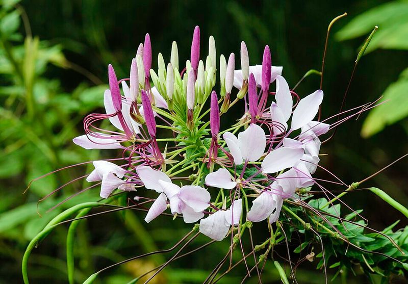 Cleome Drops A New Generation Beneath Tall Stems