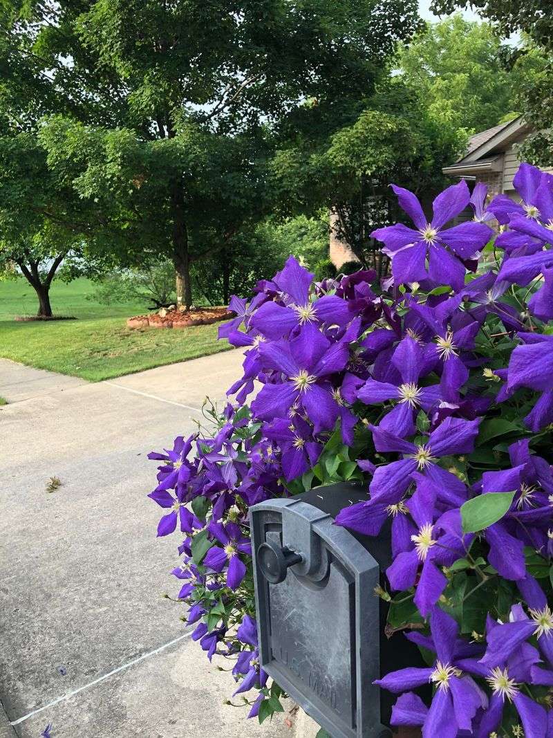 Climbing Clematis On The Post Itself