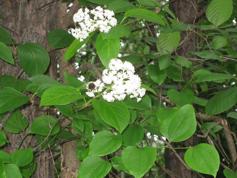 Climbing Hydrangea Takes The Show Into Shadier Corners Climbing Hydrangea Takes The Show Into Shadier Corners