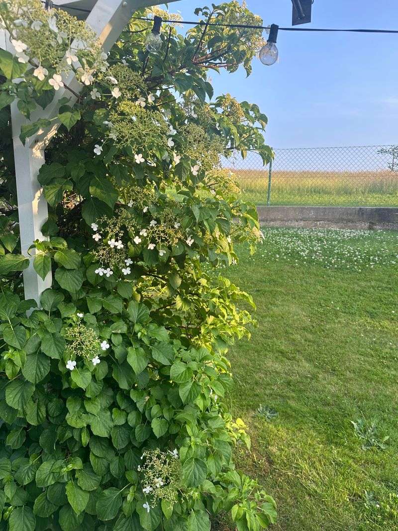 Climbing Hydrangea Taking Over Slowly But Beautifully