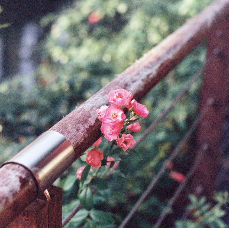 Climbing Rose Trained Along A Porch Railing