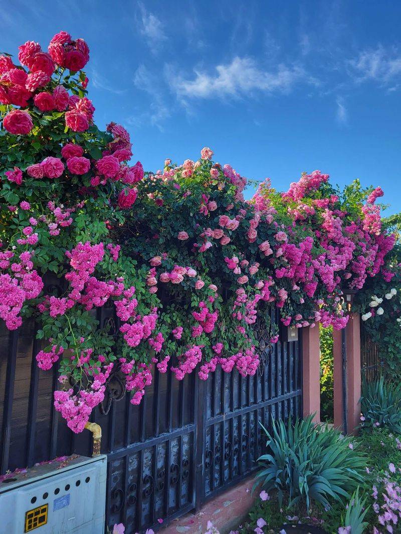 Climbing Roses Adding Privacy Without Smothering Everything
