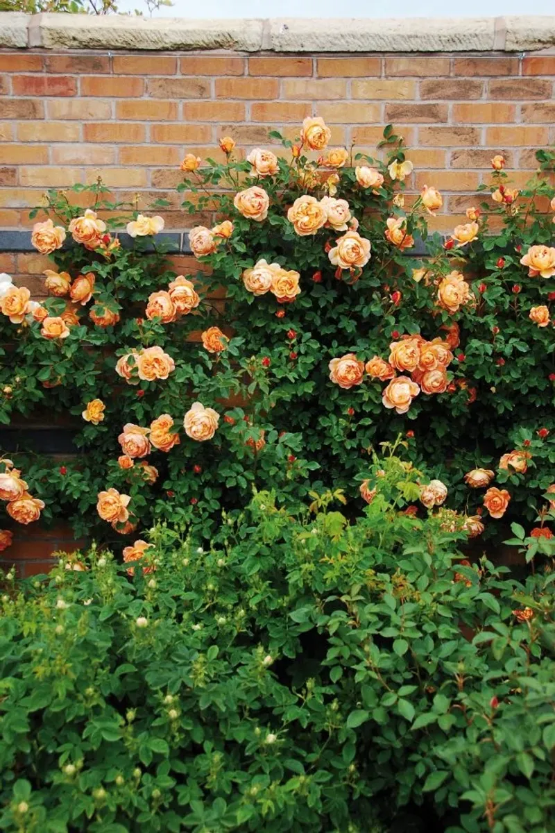 Climbing Roses Need A Different Fall Plan