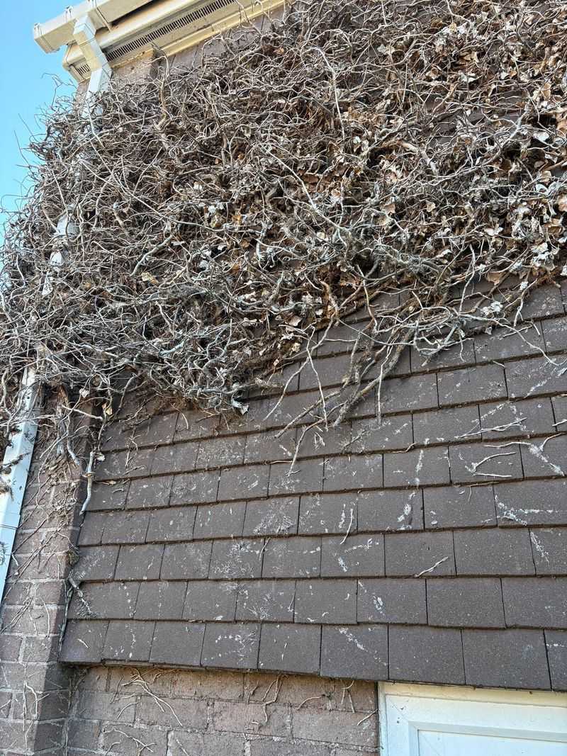 Climbing Vines Can Carry Fire To Rooflines