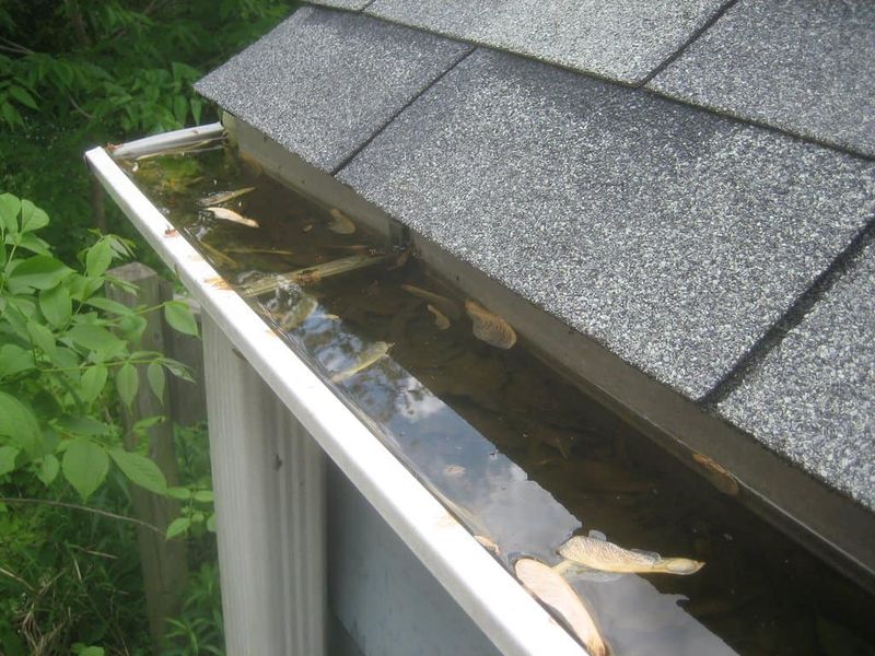 Clogged Gutters Hide Trouble Overhead Clogged Gutters Hide Trouble Overhead