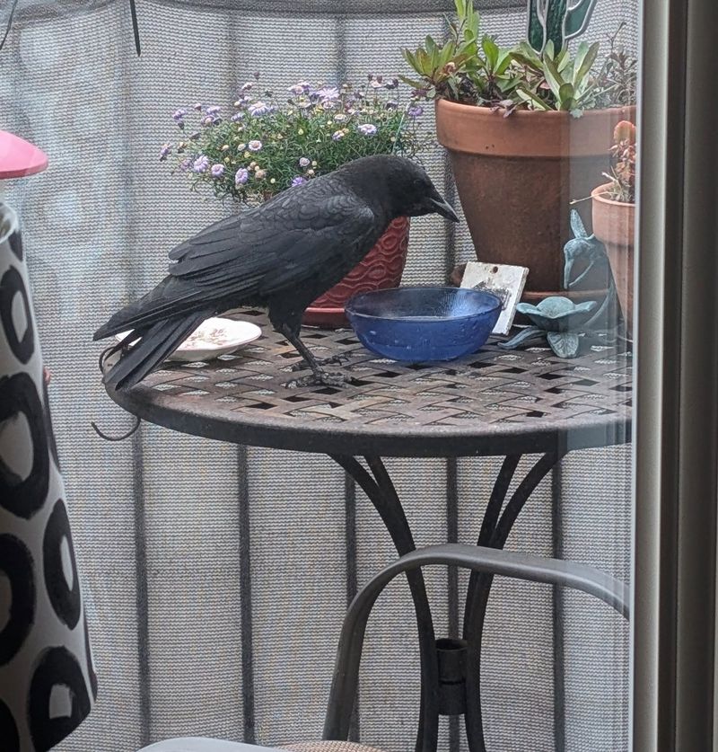 Close The Backyard Buffet Before It Becomes A Habit