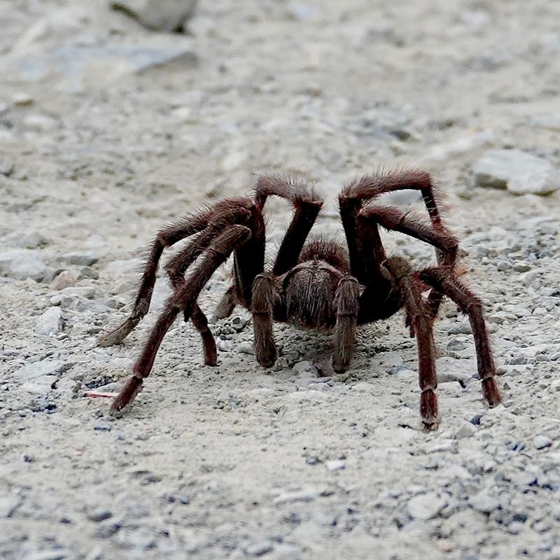 Close Viewing Without Stressing The Spider