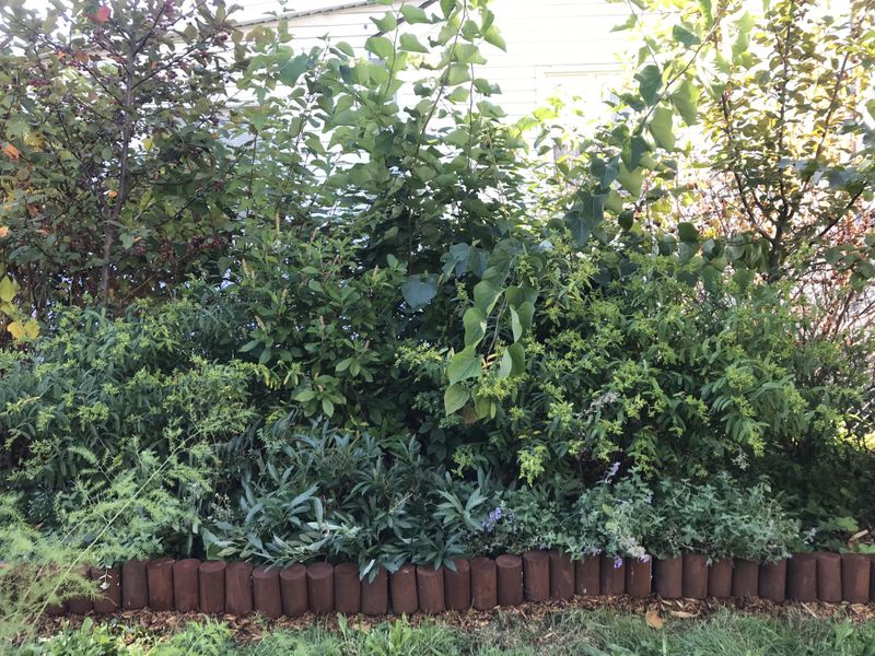 Closely Packed Shrubs Make Fire Easier To Spread Closely Packed Shrubs Make Fire Easier To Spread
