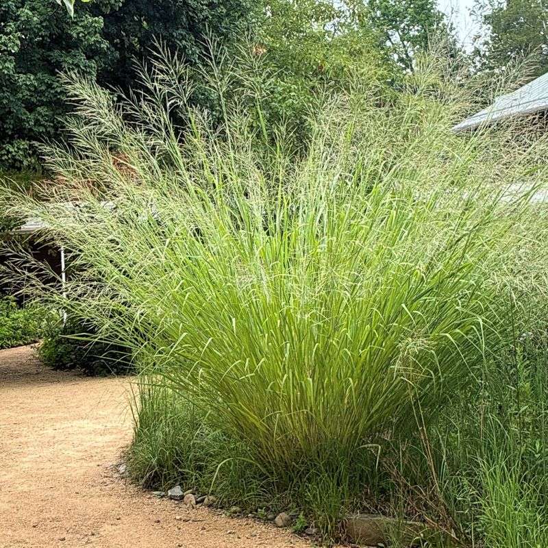 Cloud Nine Switchgrass Cloud Nine Switchgrass