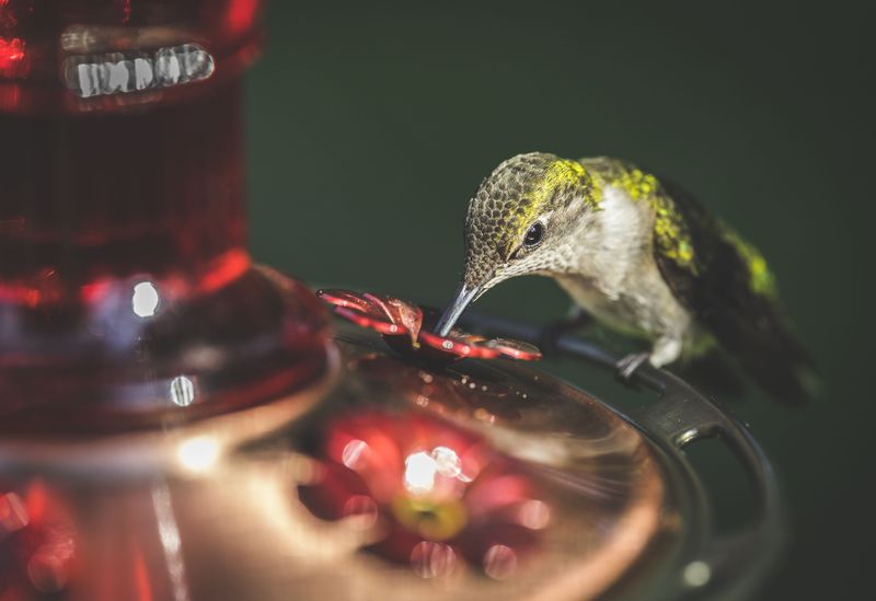 Cloudy Or Sour Nectar Signals Trouble