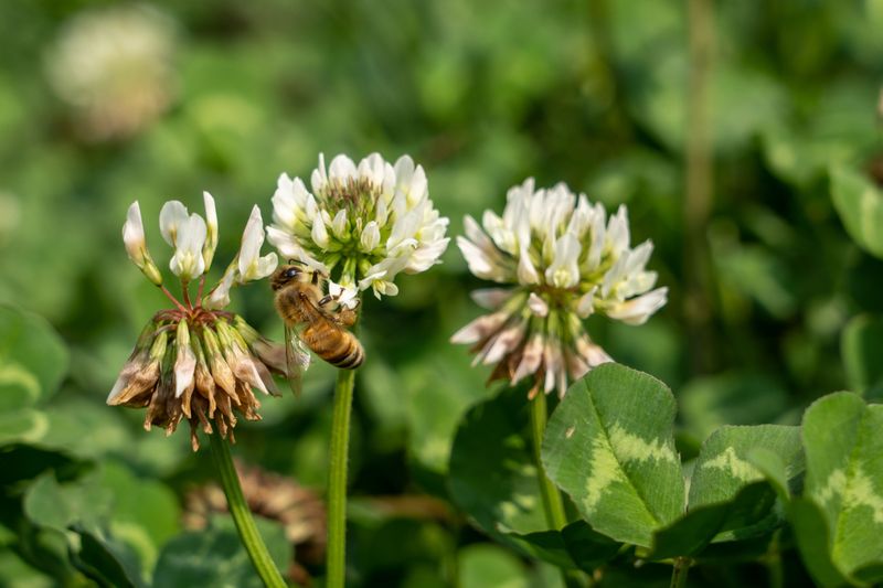Clover Alone Feeds A Meaningful Share Of Native Bees
