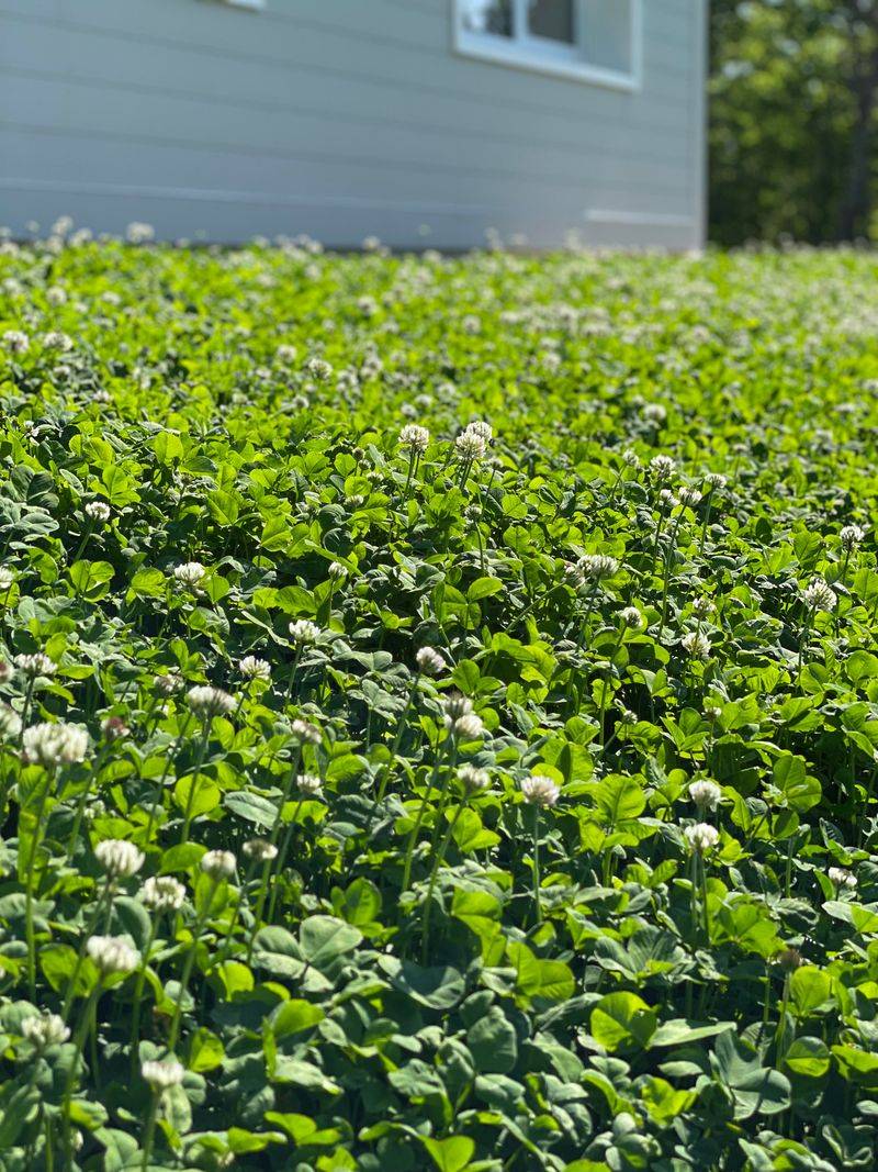 Clover Handles Summer Stress Better Than Turf Clover Handles Summer Stress Better Than Turf