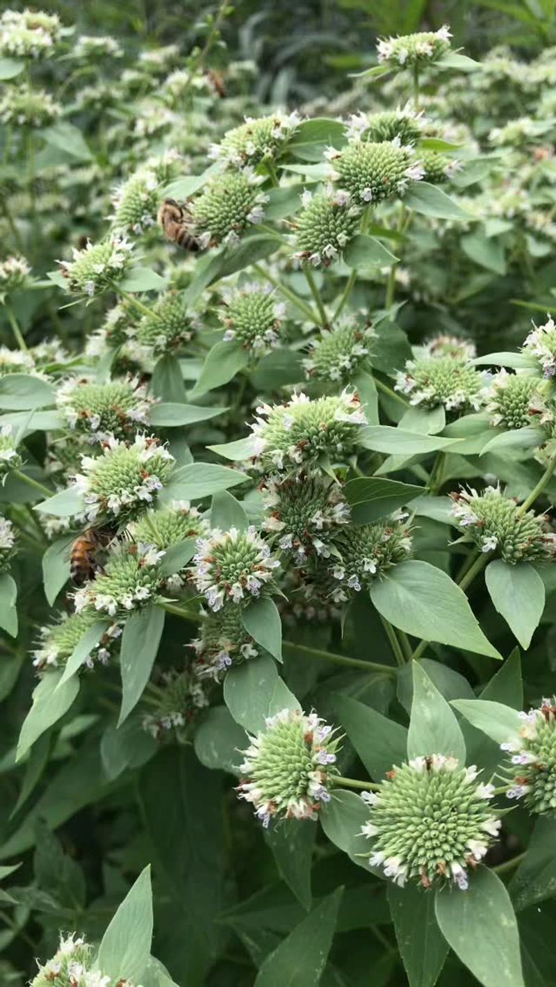 Clustered Mountain Mint Is A Pollinator Powerhouse Clustered Mountain Mint Is A Pollinator Powerhouse