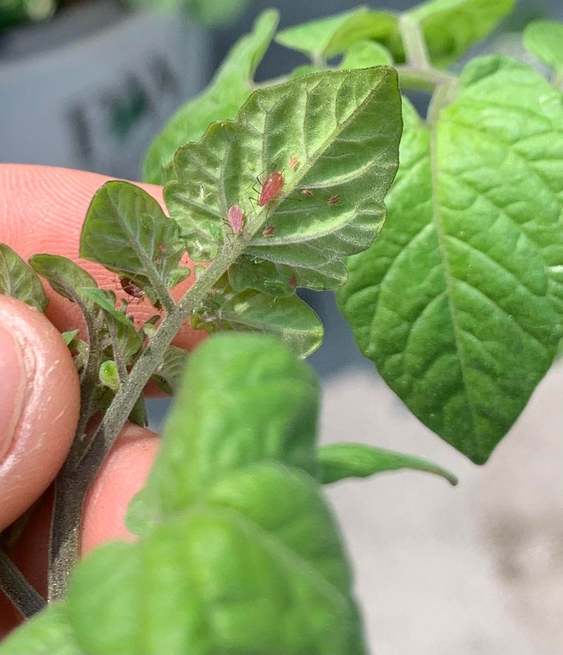 Clusters Of These Pests Gather On Tender New Growth