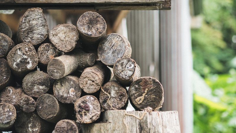 Cluttered Woodpiles Create Perfect Hiding Spots Cluttered Woodpiles Create Perfect Hiding Spots