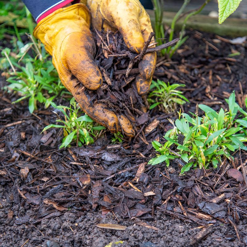 Coarse Mulch Gives Summer Weeds A Harder Path To The Surface Coarse Mulch Gives Summer Weeds A Harder Path To The Surface
