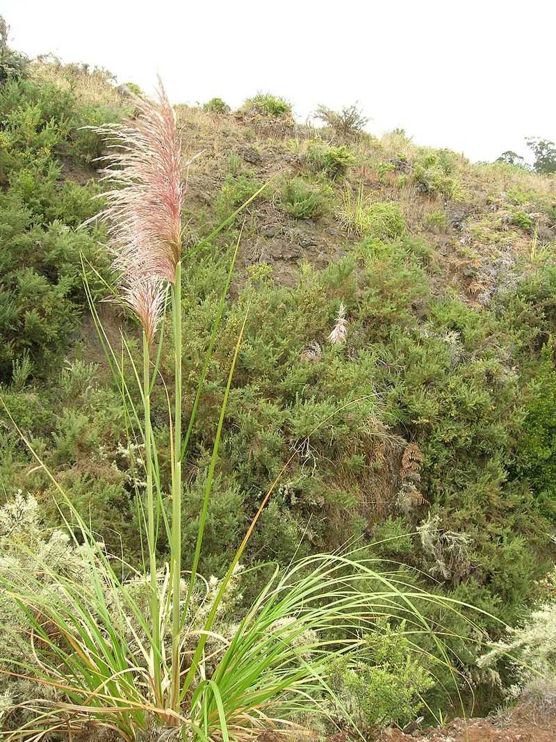 Coastal California Gives This Grass Room To Run