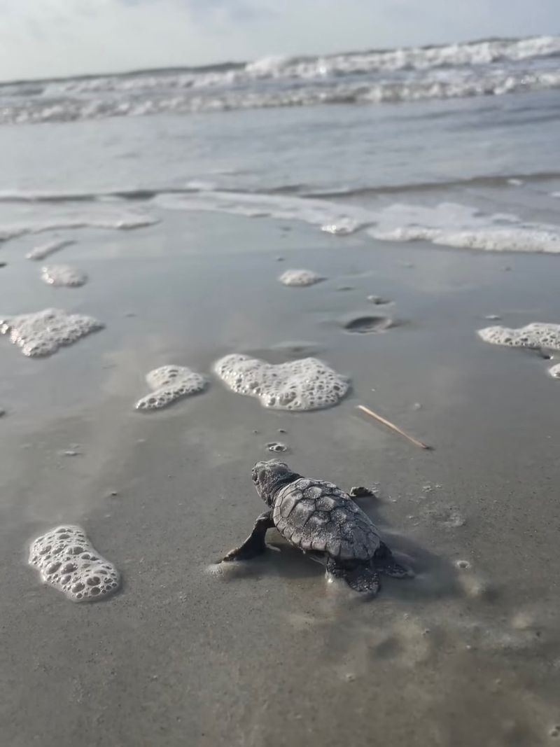 Coastal Lighting Ordinances Protect Hatchlings Into Mid-Fall Coastal Lighting Ordinances Protect Hatchlings Into Mid-Fall