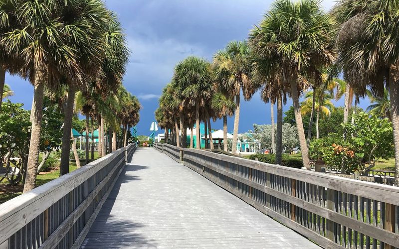 Coastal Yards Can Put Sabal Palms On Full Display