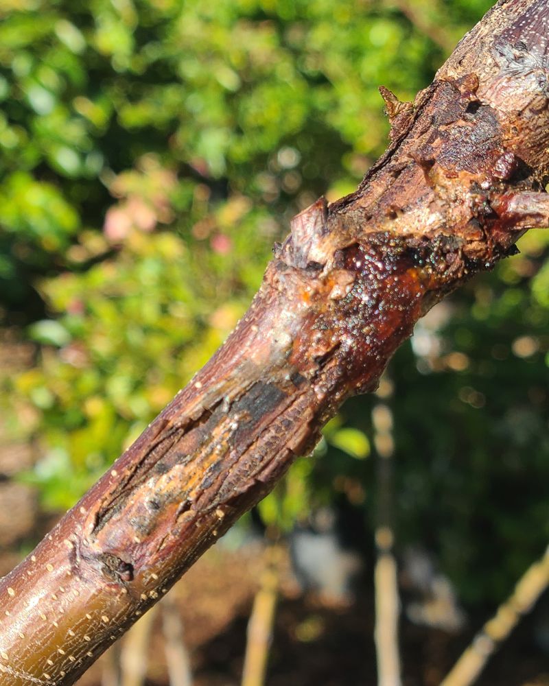 Coat Newly Exposed Scaffold Limbs Coat Newly Exposed Scaffold Limbs