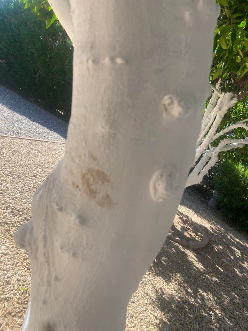Coat The Trunk And Lower Limbs Evenly Coat The Trunk And Lower Limbs Evenly