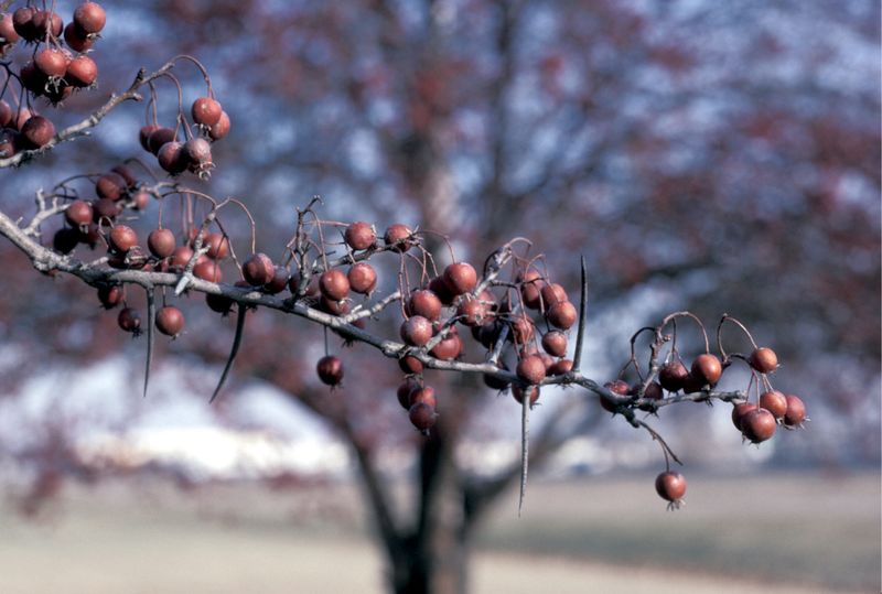 Cockspur Hawthorn Has Serious Thorns Cockspur Hawthorn Has Serious Thorns