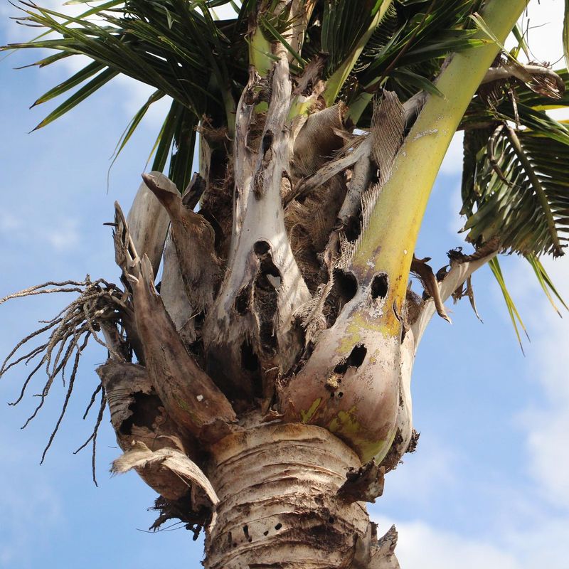 Coconut Rhinoceros Beetles Bore Into The Crown And Cut Emerging Fronds Coconut Rhinoceros Beetles Bore Into The Crown And Cut Emerging Fronds