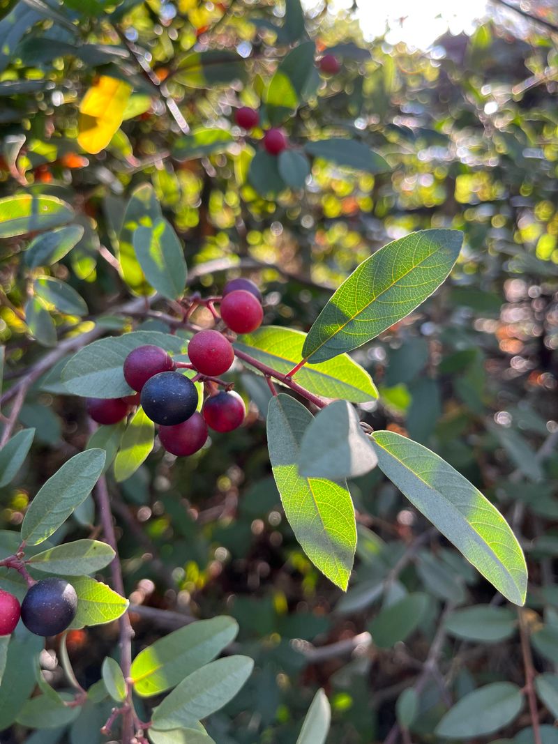 Coffeeberry Adds Evergreen Structure