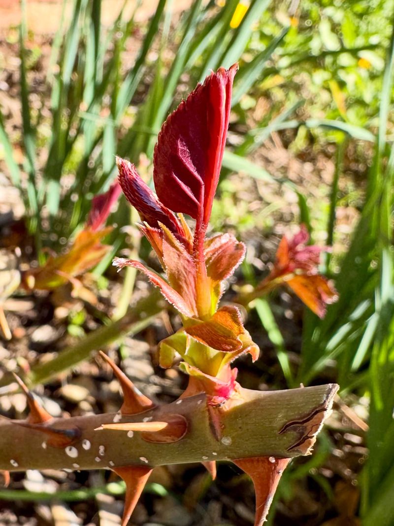 Cold Can Damage Fresh Shoots
