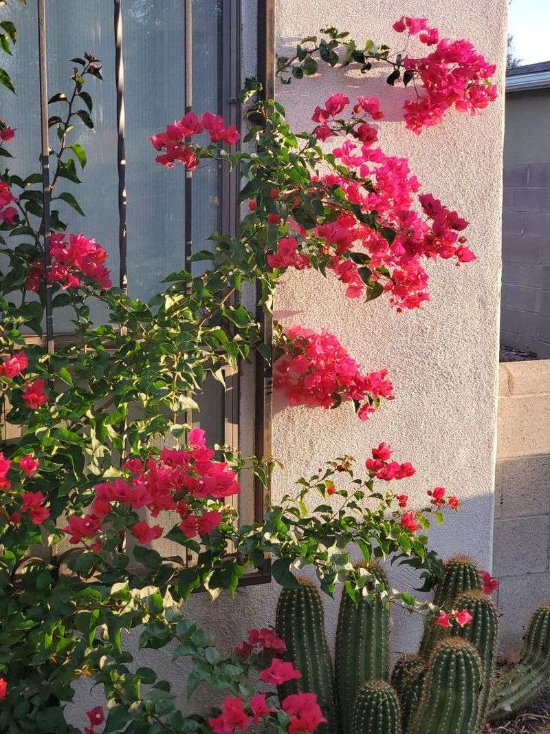 Cold Nights Eventually Slow The Flower Show