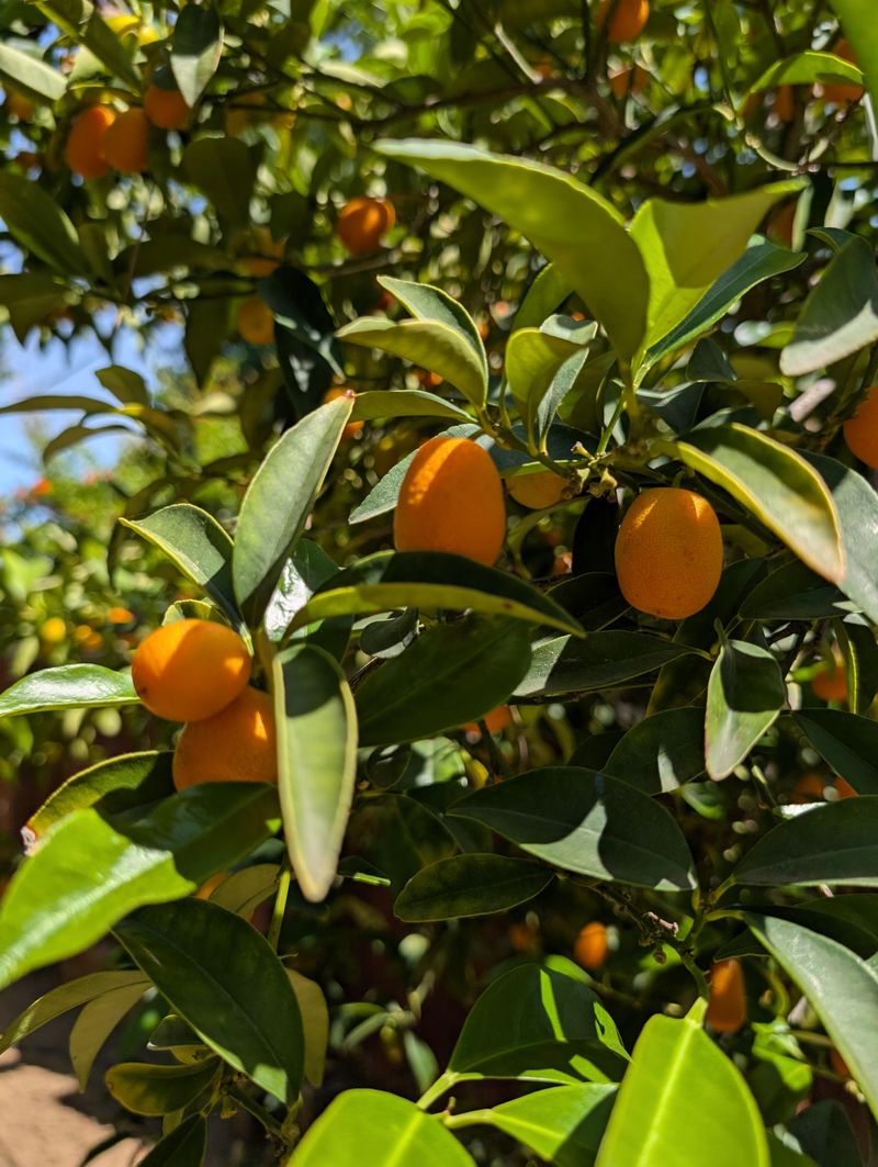 Cold Snaps Bothering It Less Than Other Citrus Cold Snaps Bothering It Less Than Other Citrus