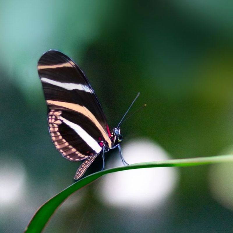 Cold Snaps Can Empty Northern Gardens Until Populations Return
