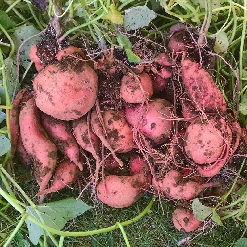Cold Soil Means Harvest Should Not Wait Cold Soil Means Harvest Should Not Wait