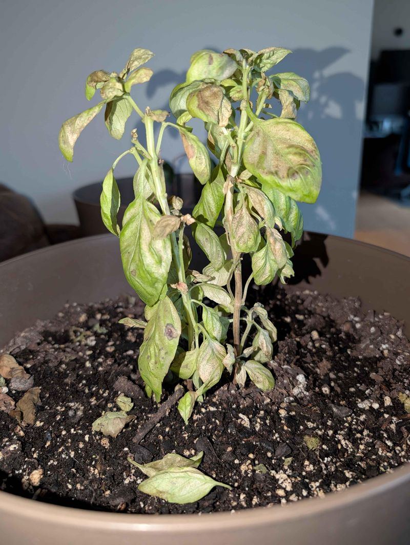 Cold Weather Can Quickly Trouble Tender Basil