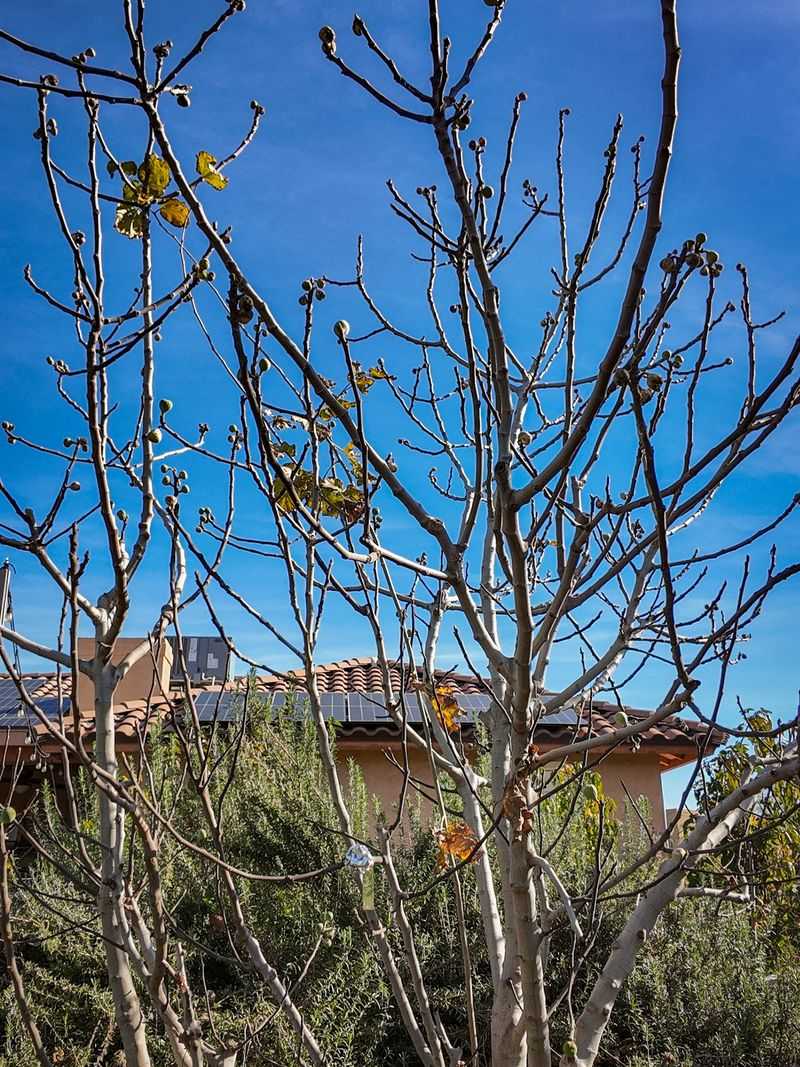 Colder Areas Need A Different Pruning Window