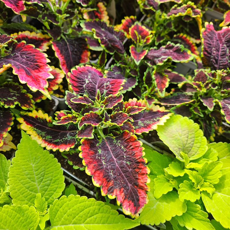 Coleus