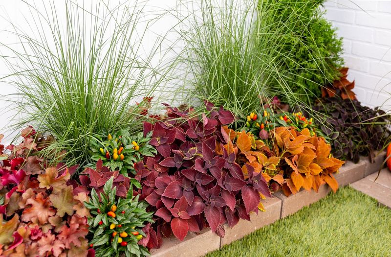 Coleus Carries Tired Borders With Bold Foliage