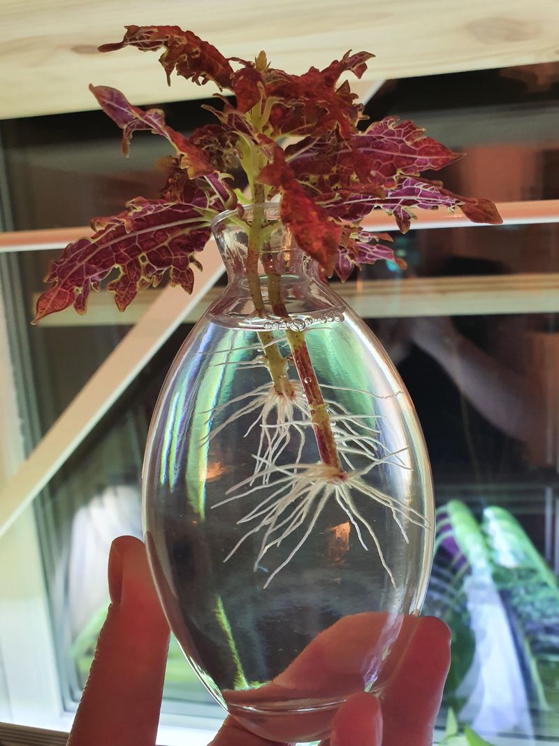 Coleus Cuttings Root Quickly Indoors