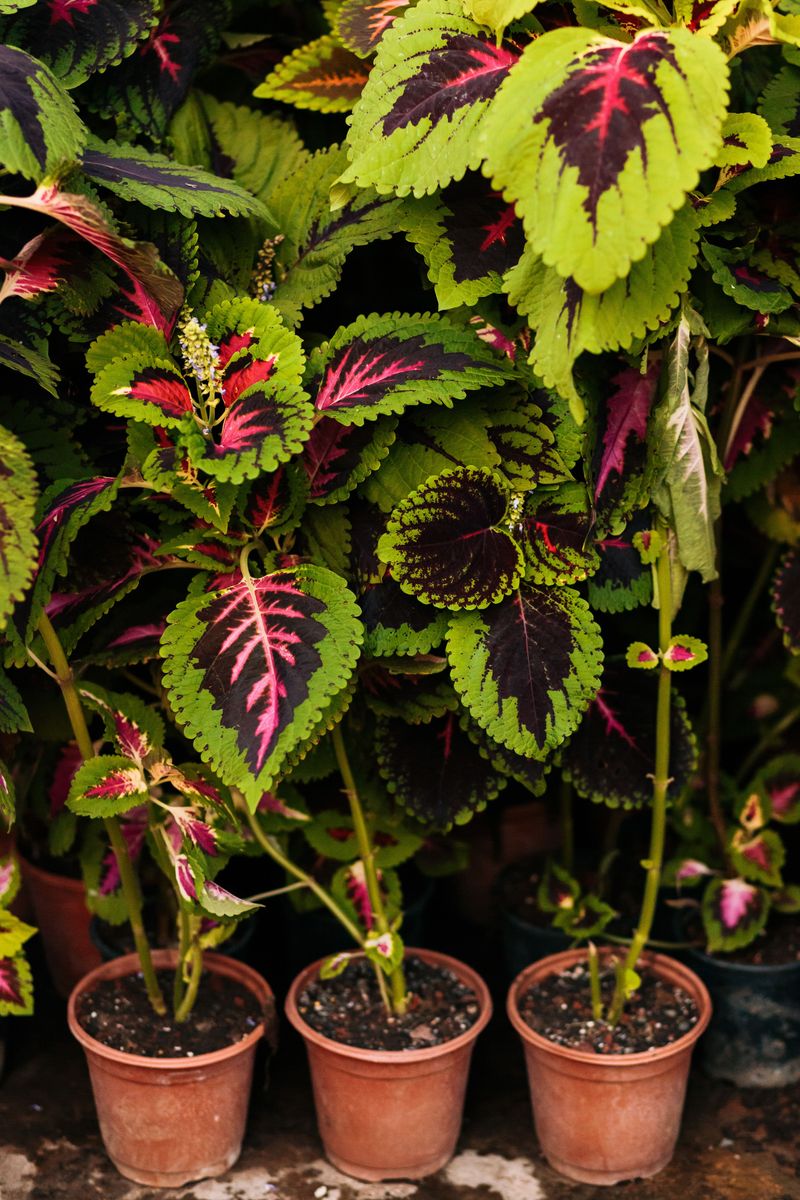 Coleus Coleus